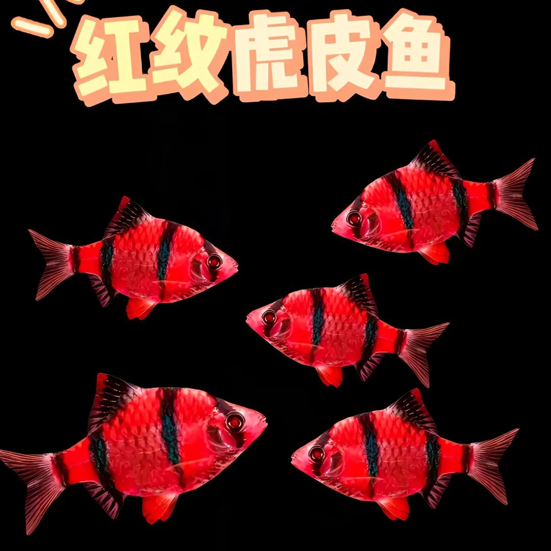 红宝石，绿翡翠虎皮鱼小型热带鱼