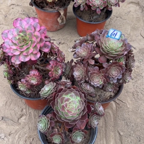 611多肉植物组合，