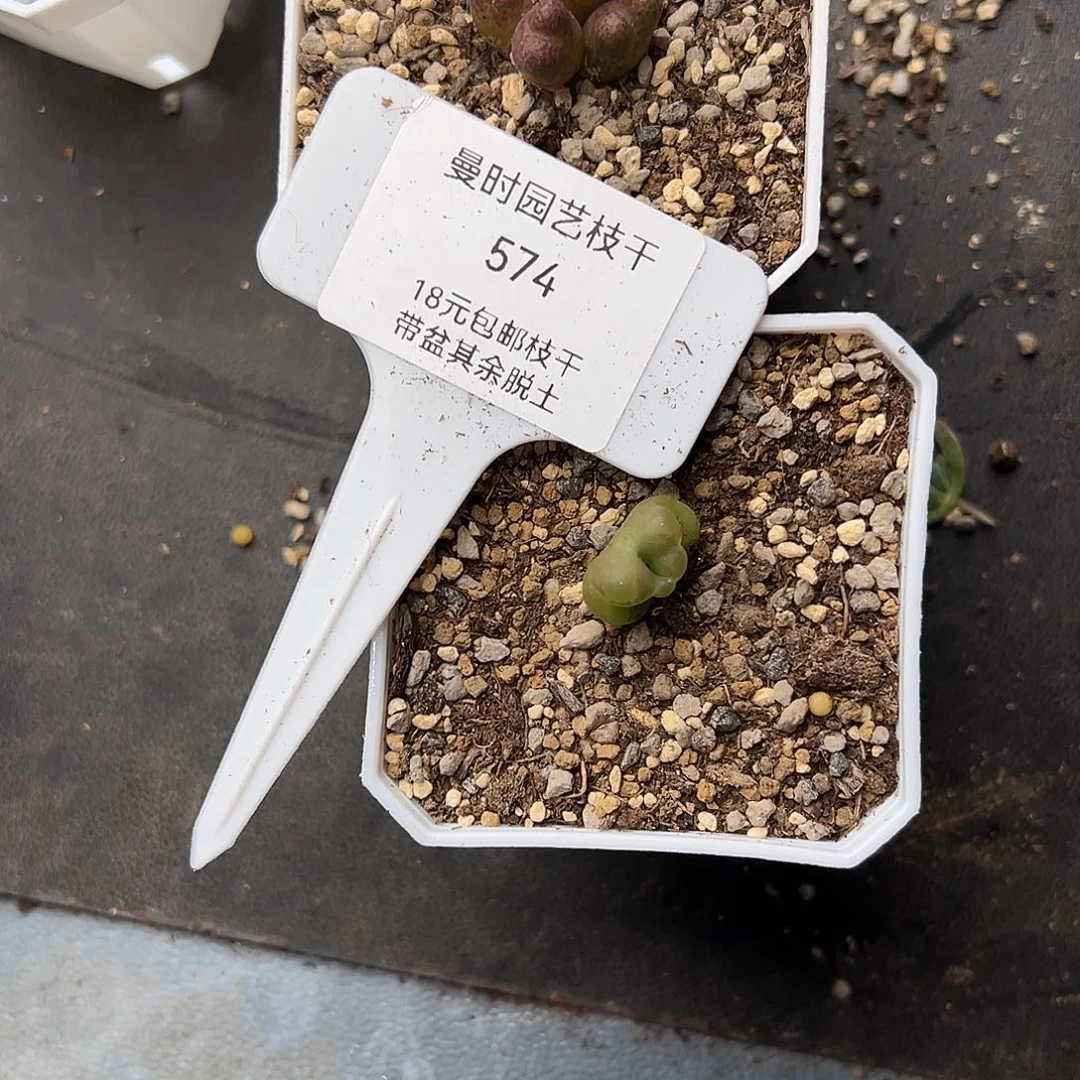 肥***?12.15两个多肉的574