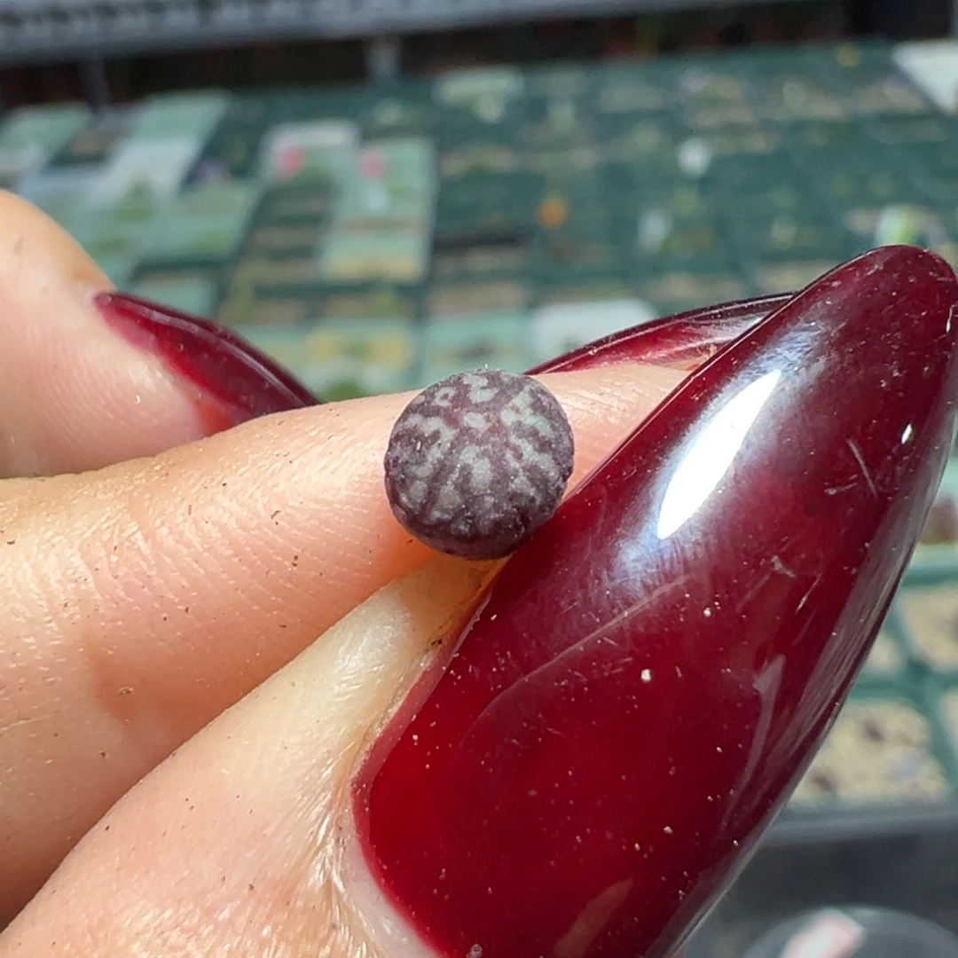 墨杂安贞多肉植物