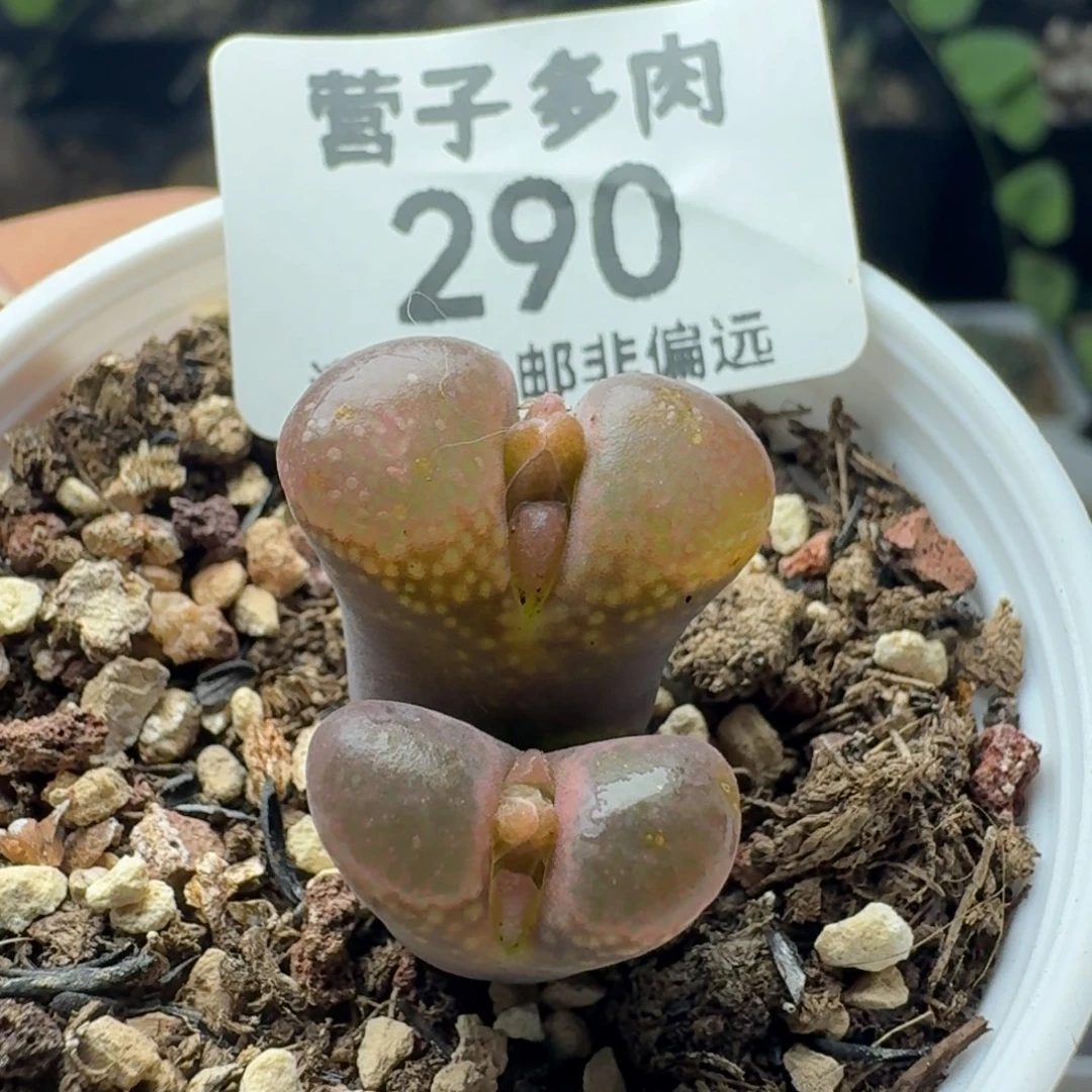 带盆土。