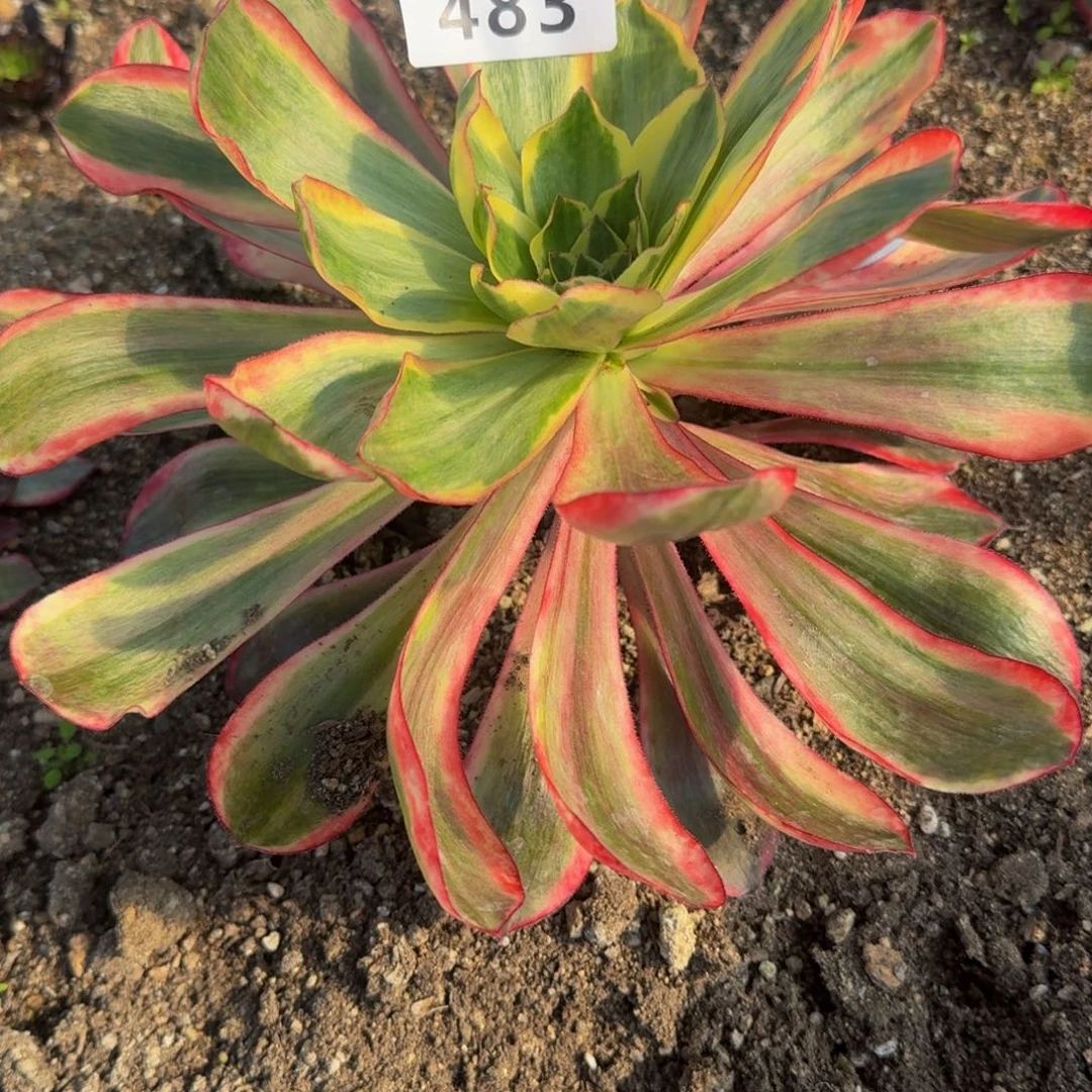 483红魔女。多肉植物