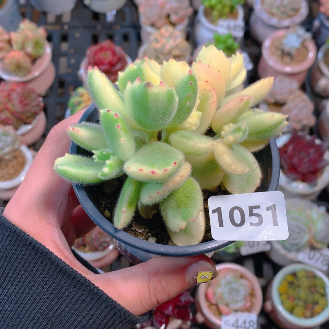 肉萌萌5cm拇指盆精控多肉1051