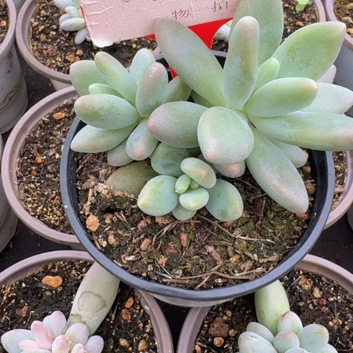 白兰地457多肉植物一物一拍