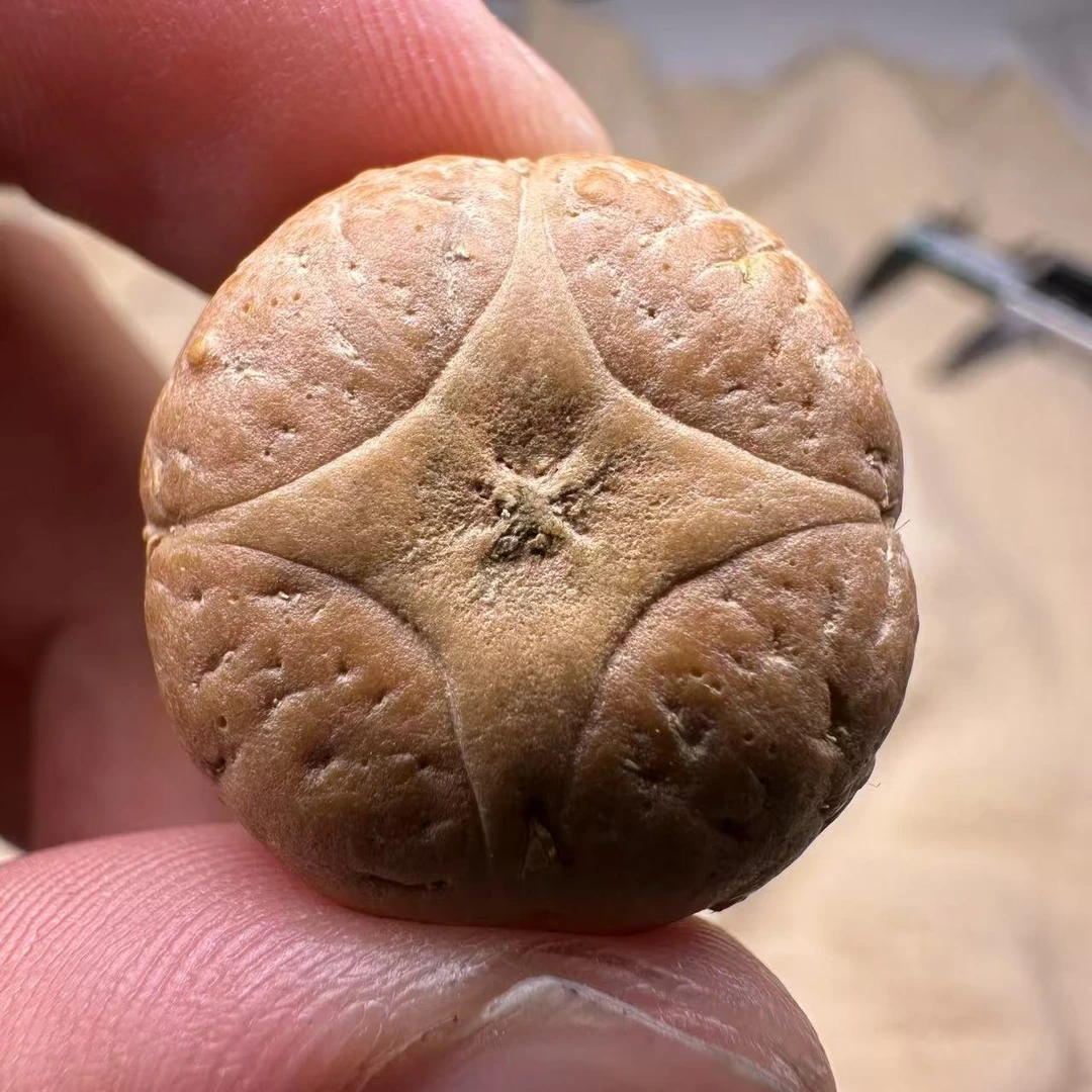 尼泊尔麒麟眼菩提，尺寸24，sss系列，货号S15