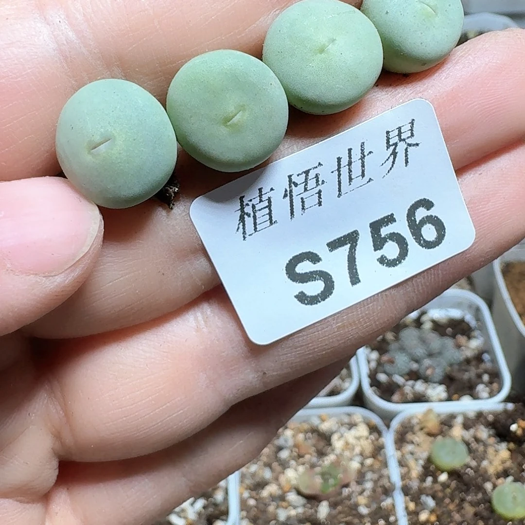 756¥号多肉植物和g h