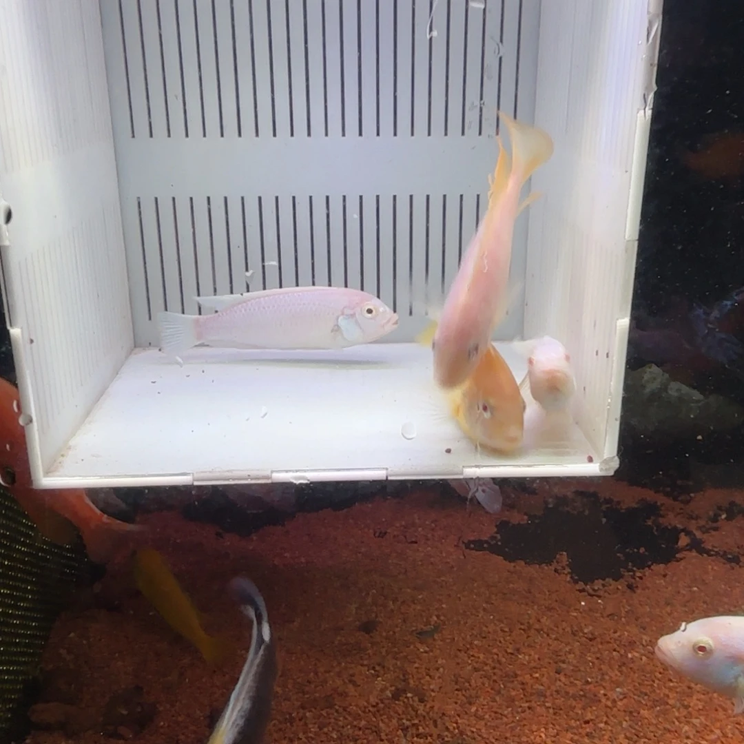 灰***狼慈鲷鱼直播56号4条