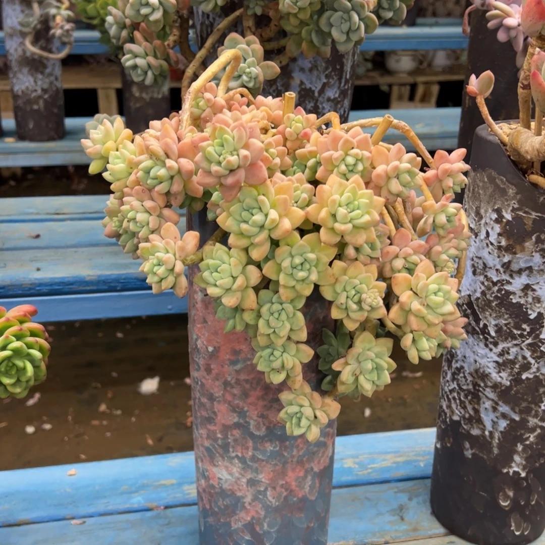 露养老桩脱土裸根雪酪蛋糕