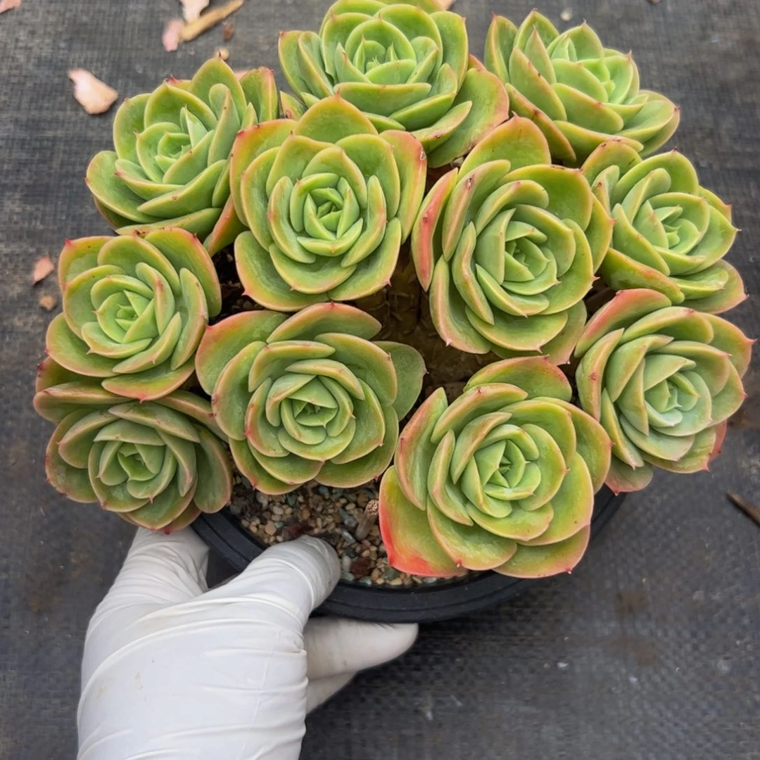 星娜塔朵朵多肉植物