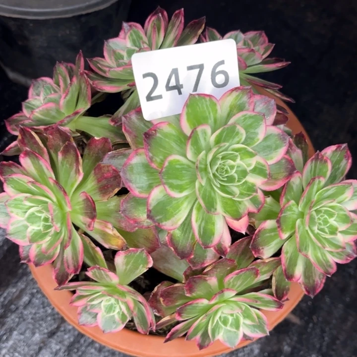 万花筒多肉发货不售后