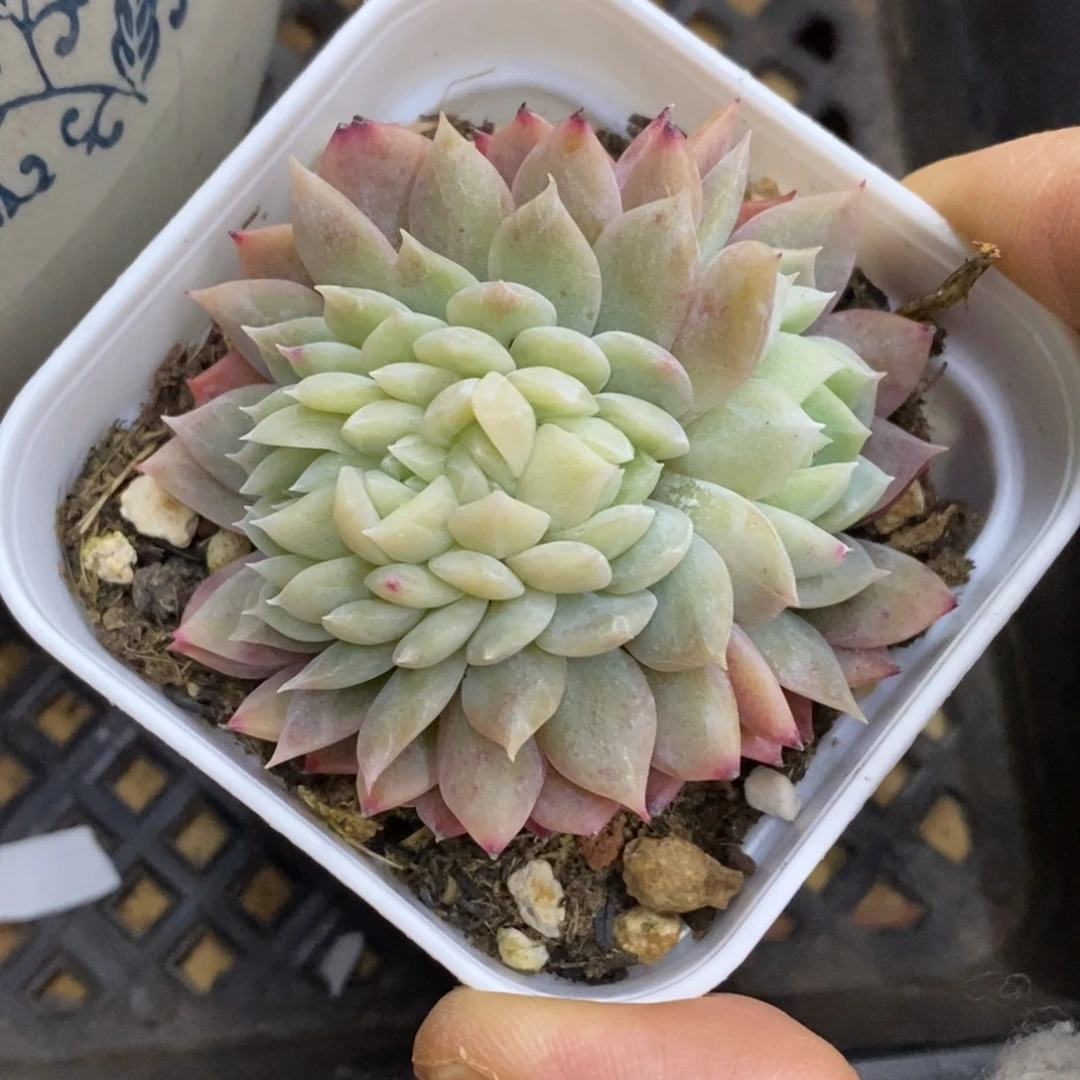 精品多肉一物一拍不包整266