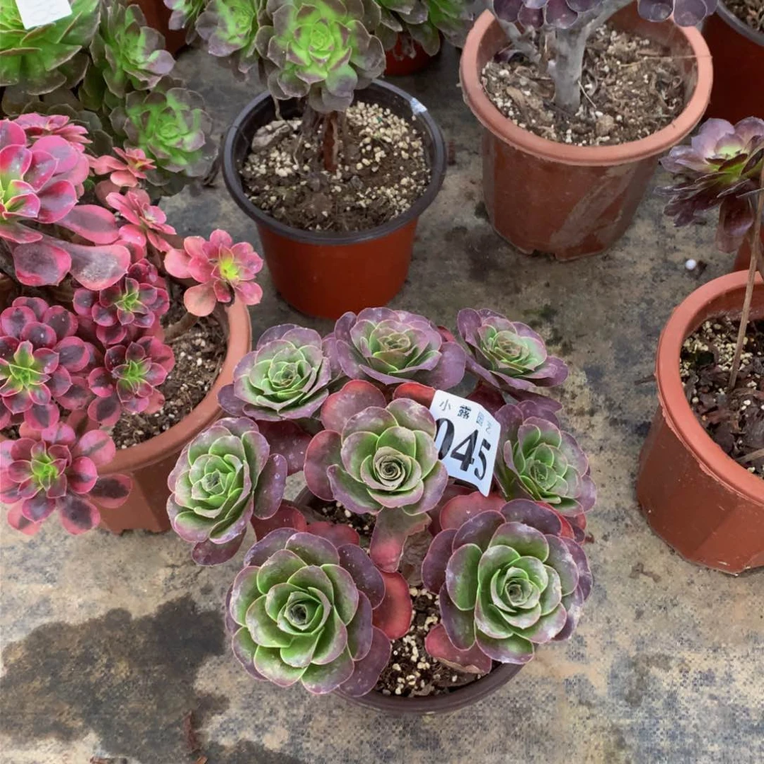 ღ**এ多肉植物045魅金888888