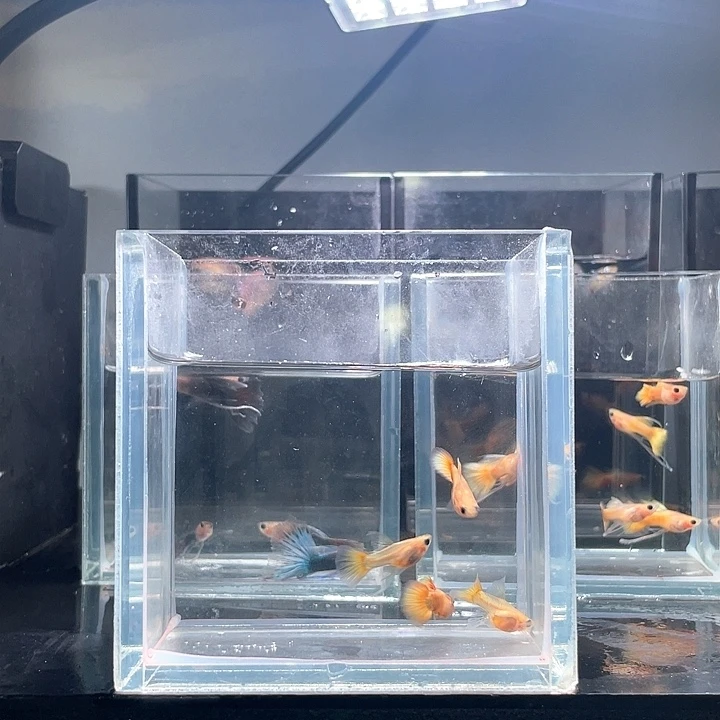 假***。孔雀鱼2对黄金玻璃猫c