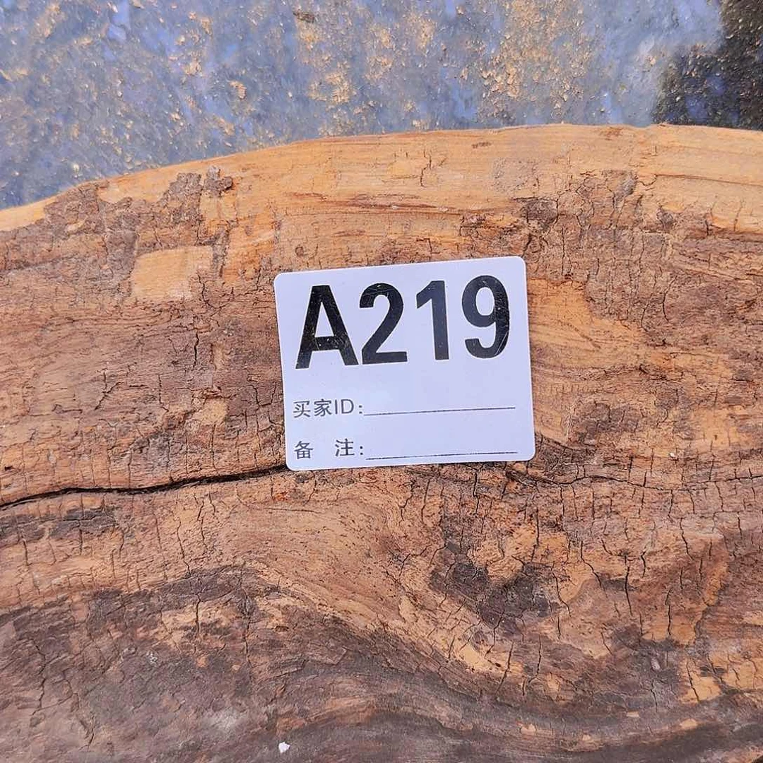 柏木（崖柏）太行陈化崖柏一片