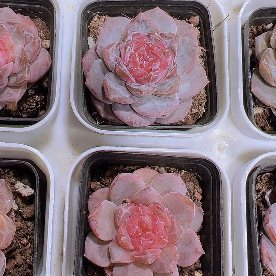 55盆精品冰魄2颗冰9包邮多肉