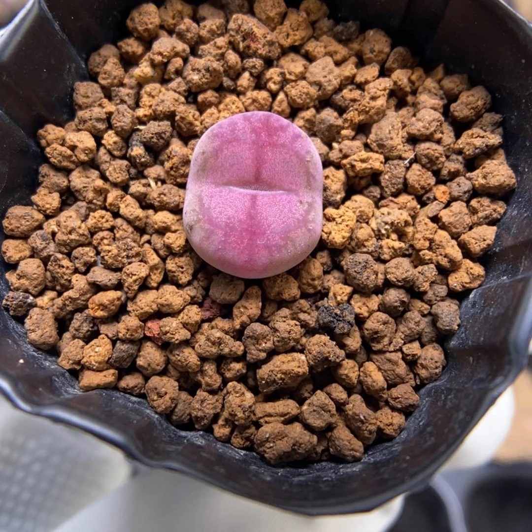 多肉植物肉锥杂交K-3596