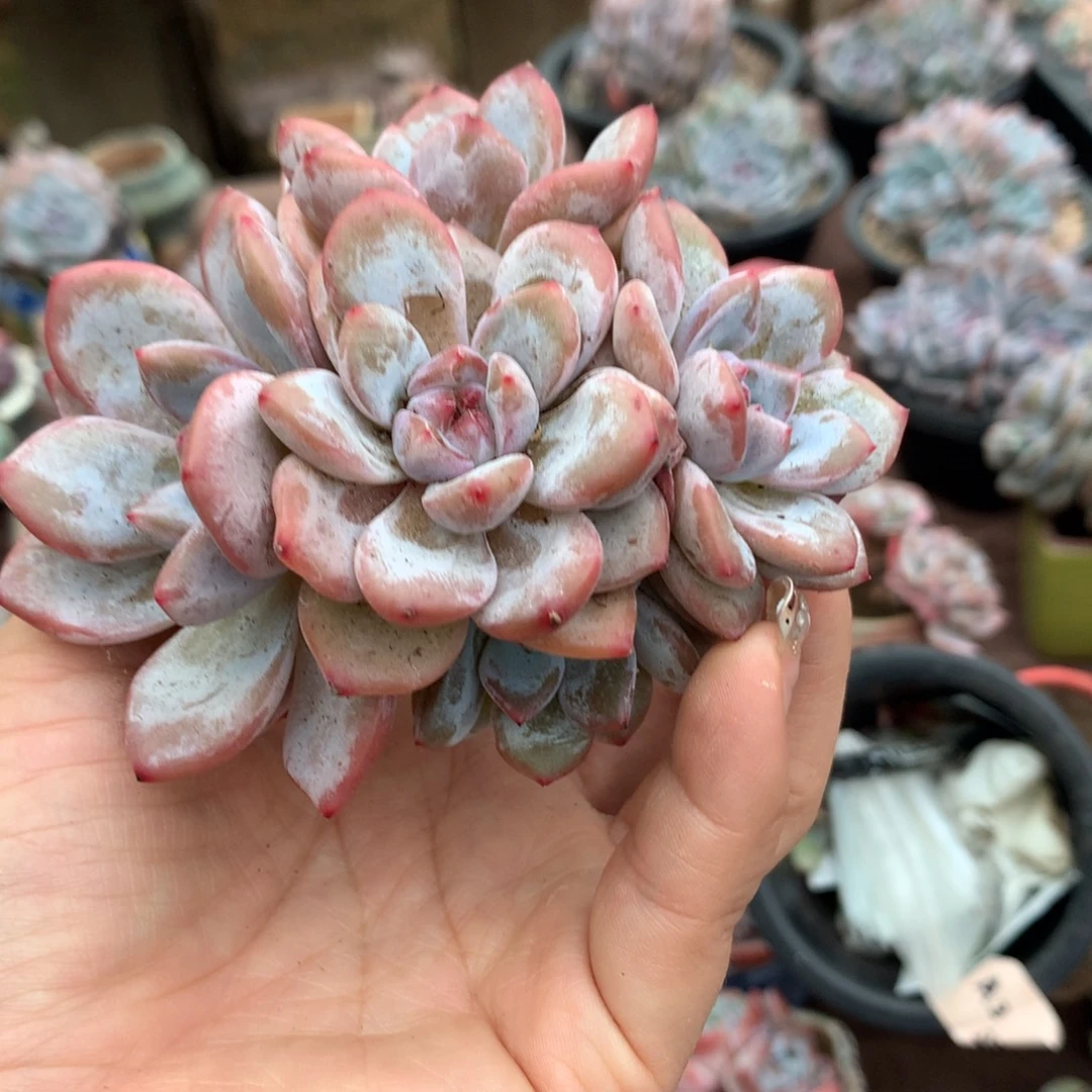 哈哈哈哈哈哈哈哈哈！