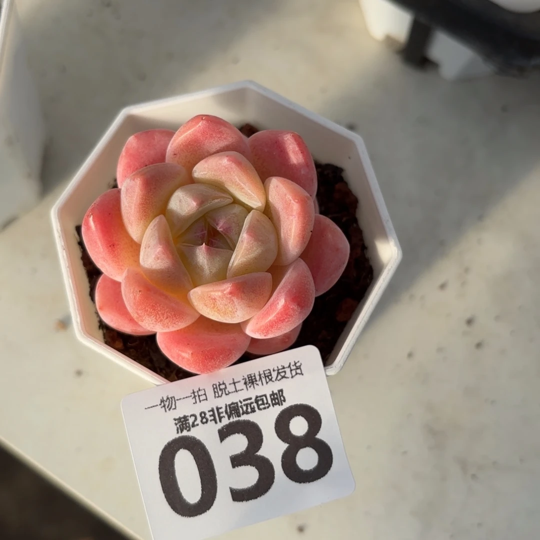 厚梦单头无盆土发货