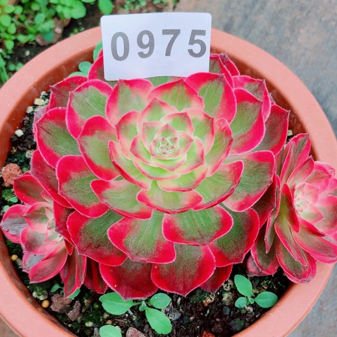 新品赤子心特价多肉