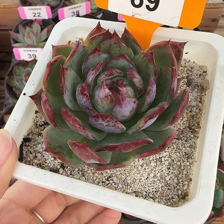 宇***状89 惊鸿仙子多肉植物