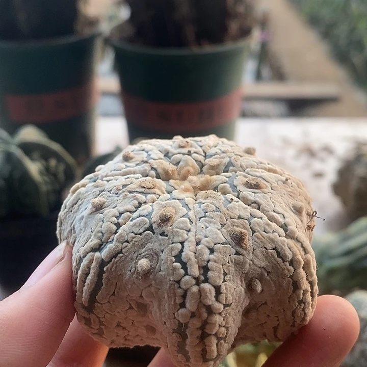 行***8无根v字海星福利哈哈