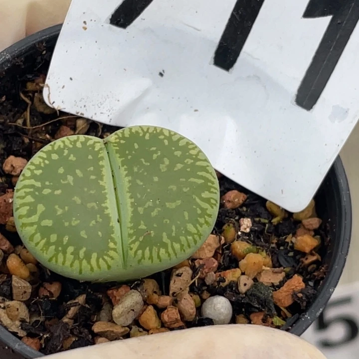 711绿光阳母本带盆ll