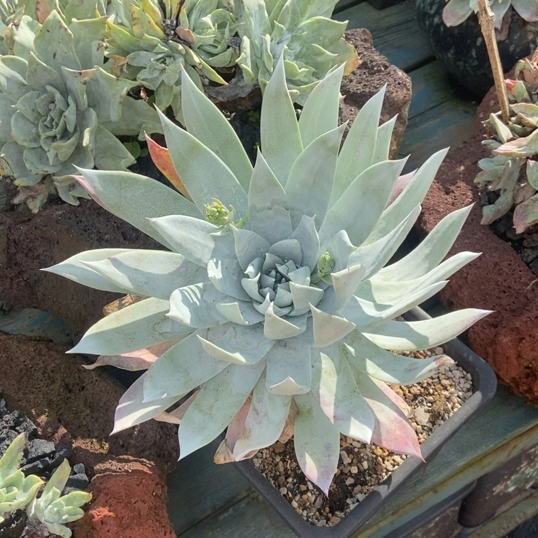 雪山多肉植物啦啦啦