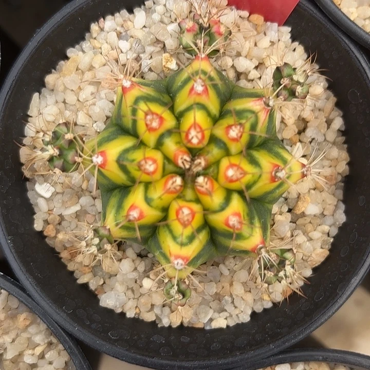 578-0614泰国发货