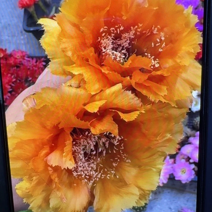 353彩草琉璃盏歪4公分左右无根侧牙，20包邮