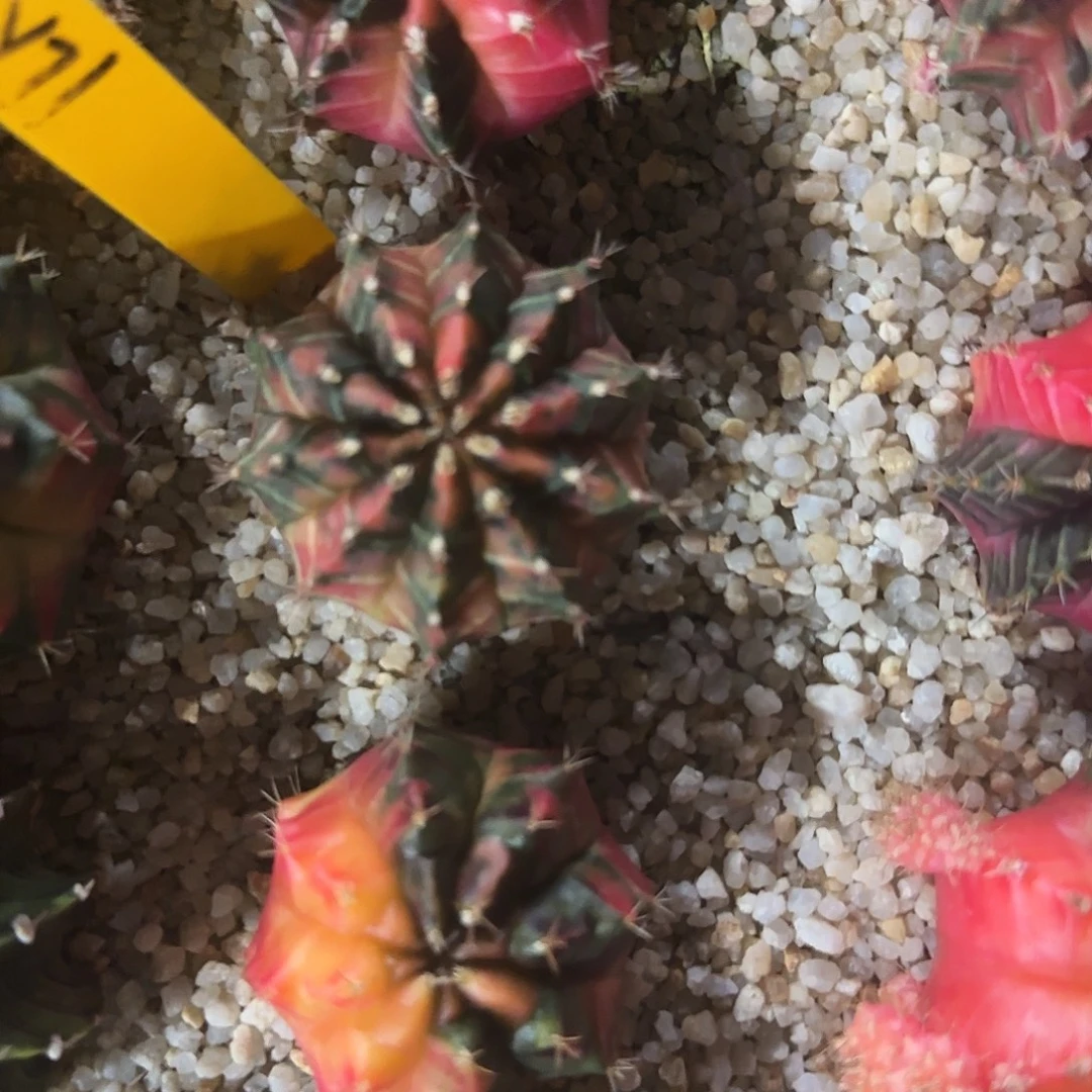 L544-1221泰国发货