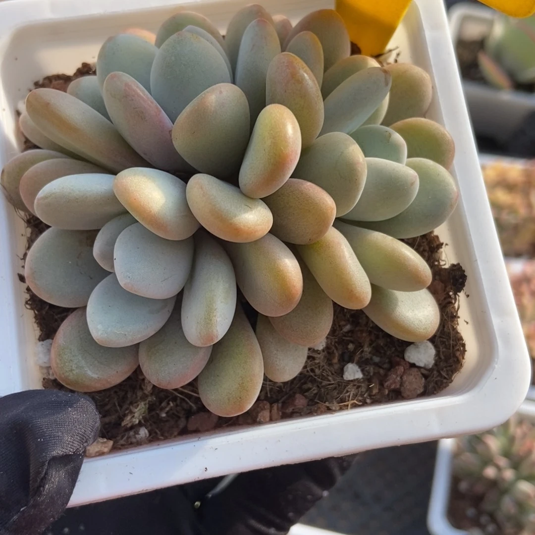 1088粉兔多肉植物