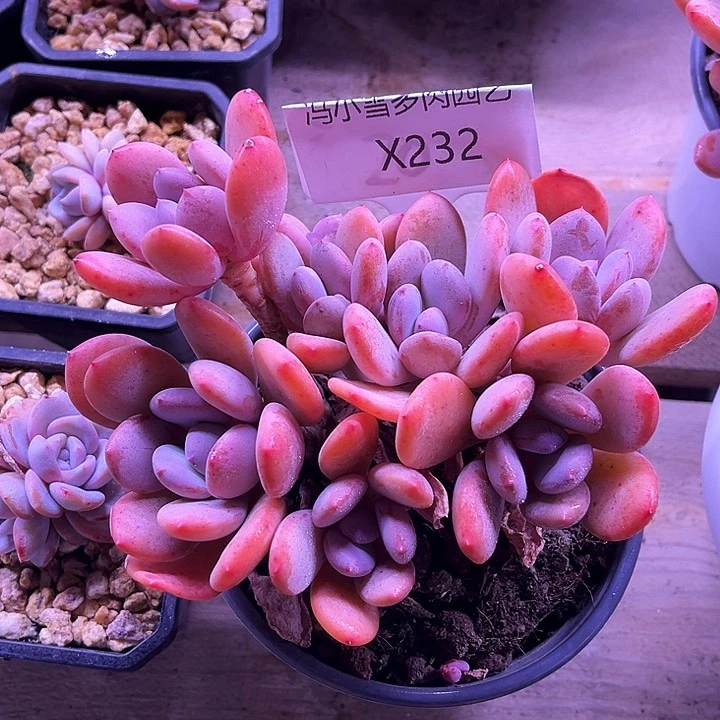 我是第一百个为妖刀应援的阴阳