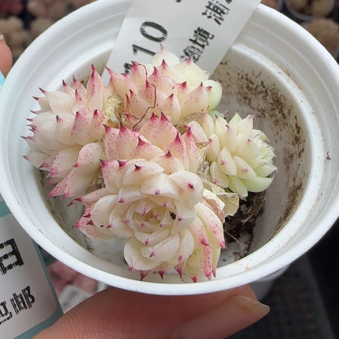?****空花语逸境0310-110