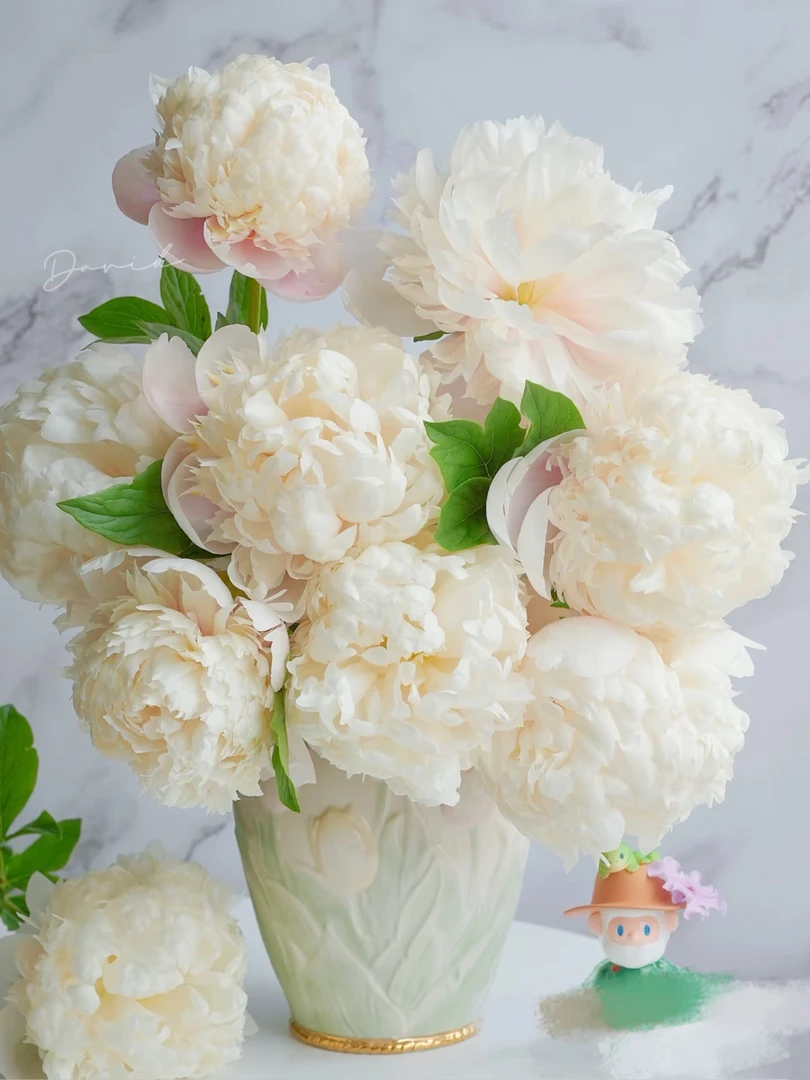 欧文斯上校山东芍药产地直发 | 新鲜采摘