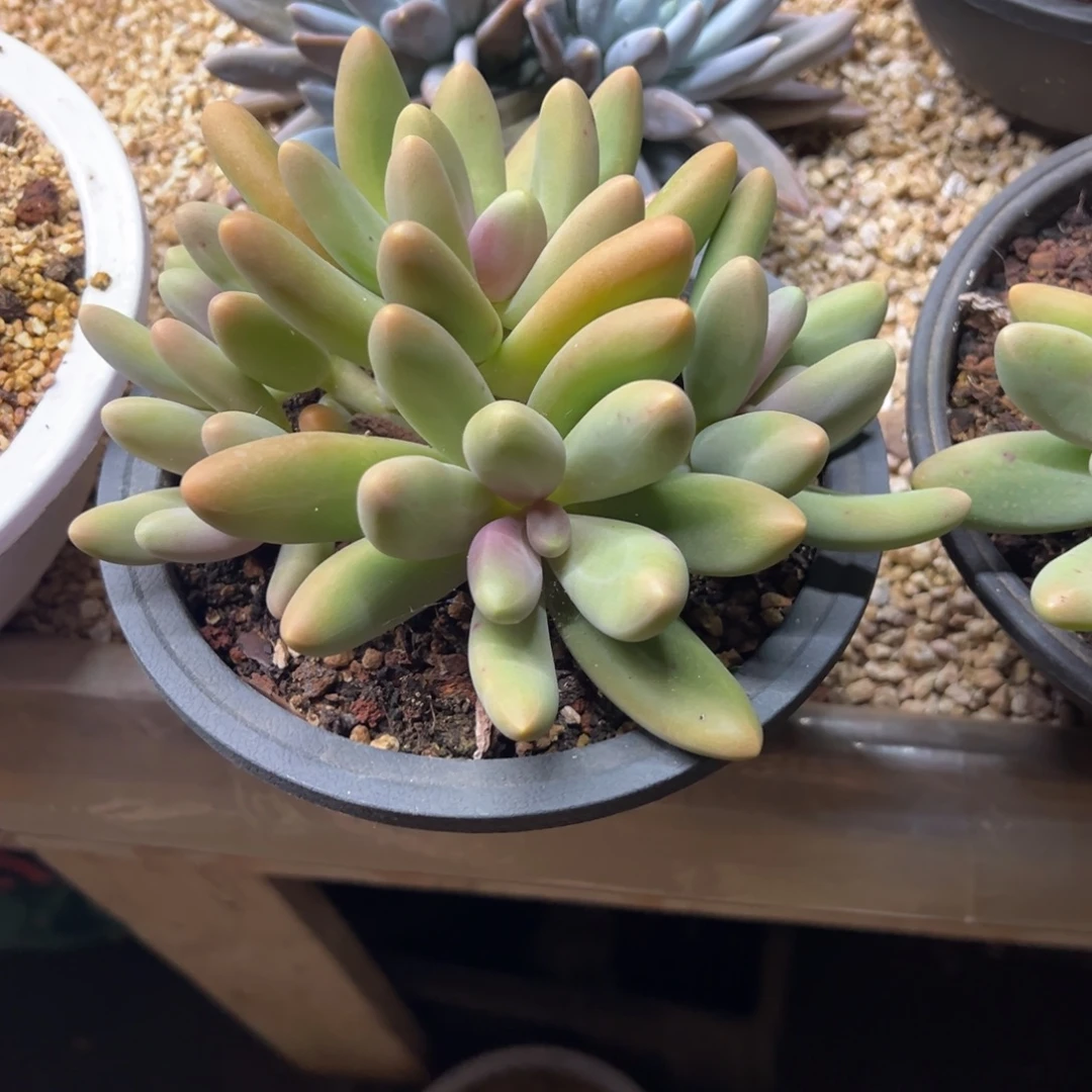 糖果美人 夏鸣园艺