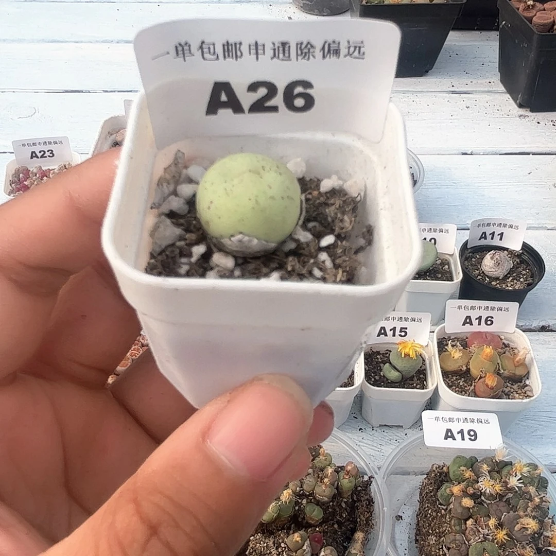 1113–番杏福利a26