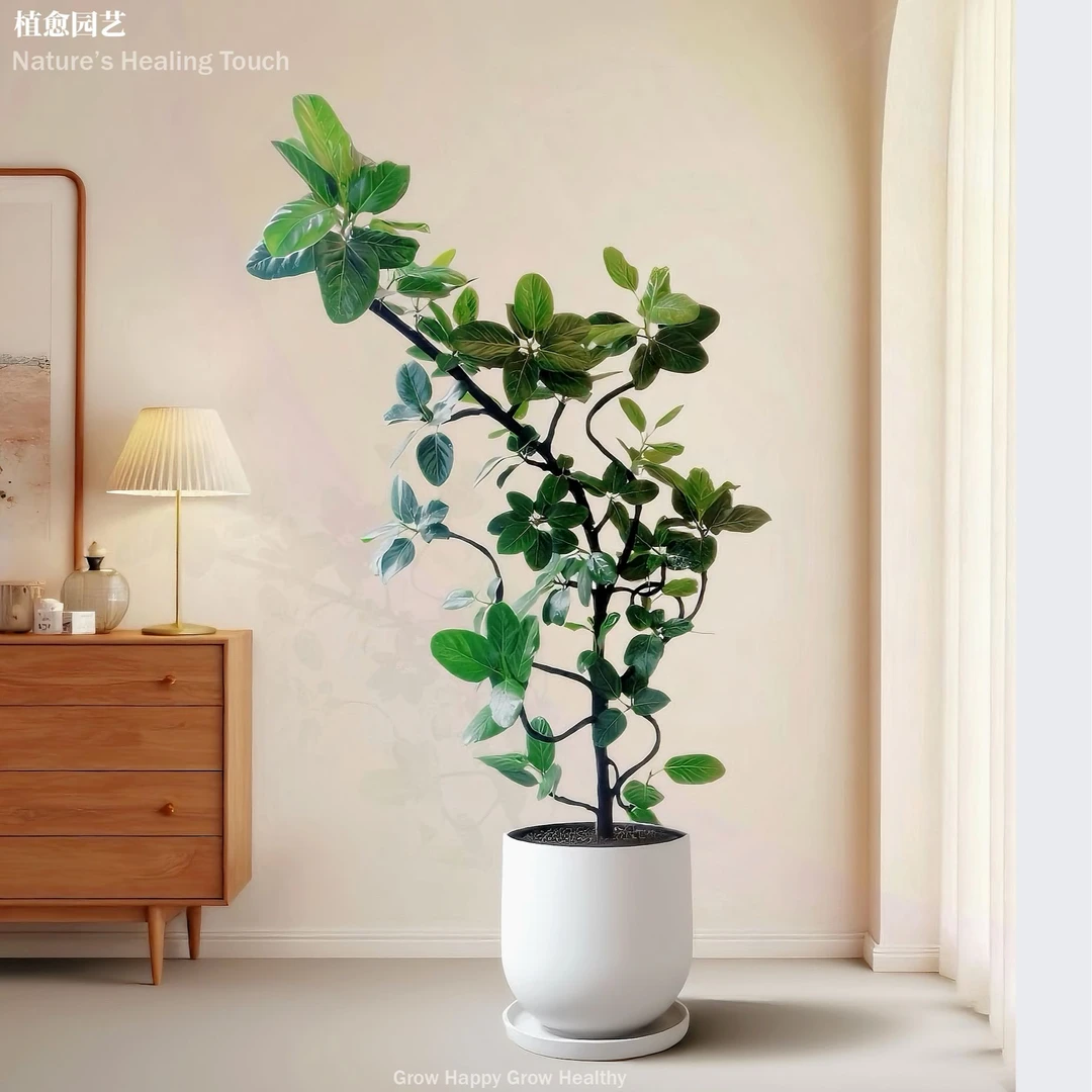 孟加拉榕造型款办公室客厅室内阳台鲜活绿植四季盆栽好看耐养