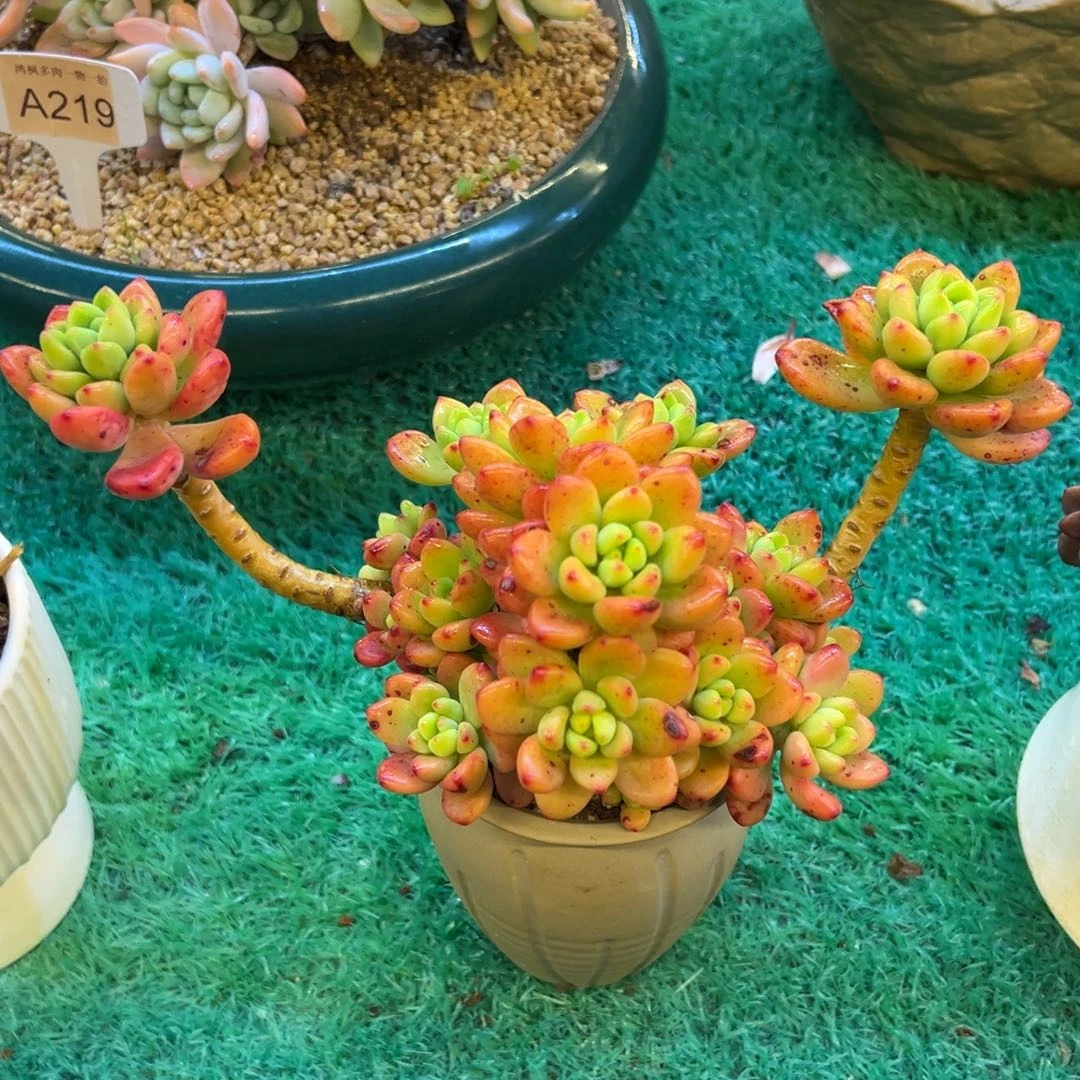 香格里拉，，，，，，，，