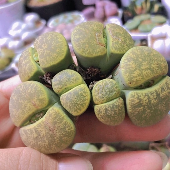 无花朵0491，老皮老疤10年群