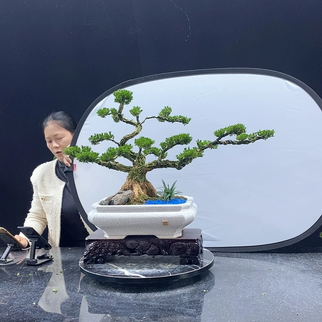 无花朵黄杨盆景艺术