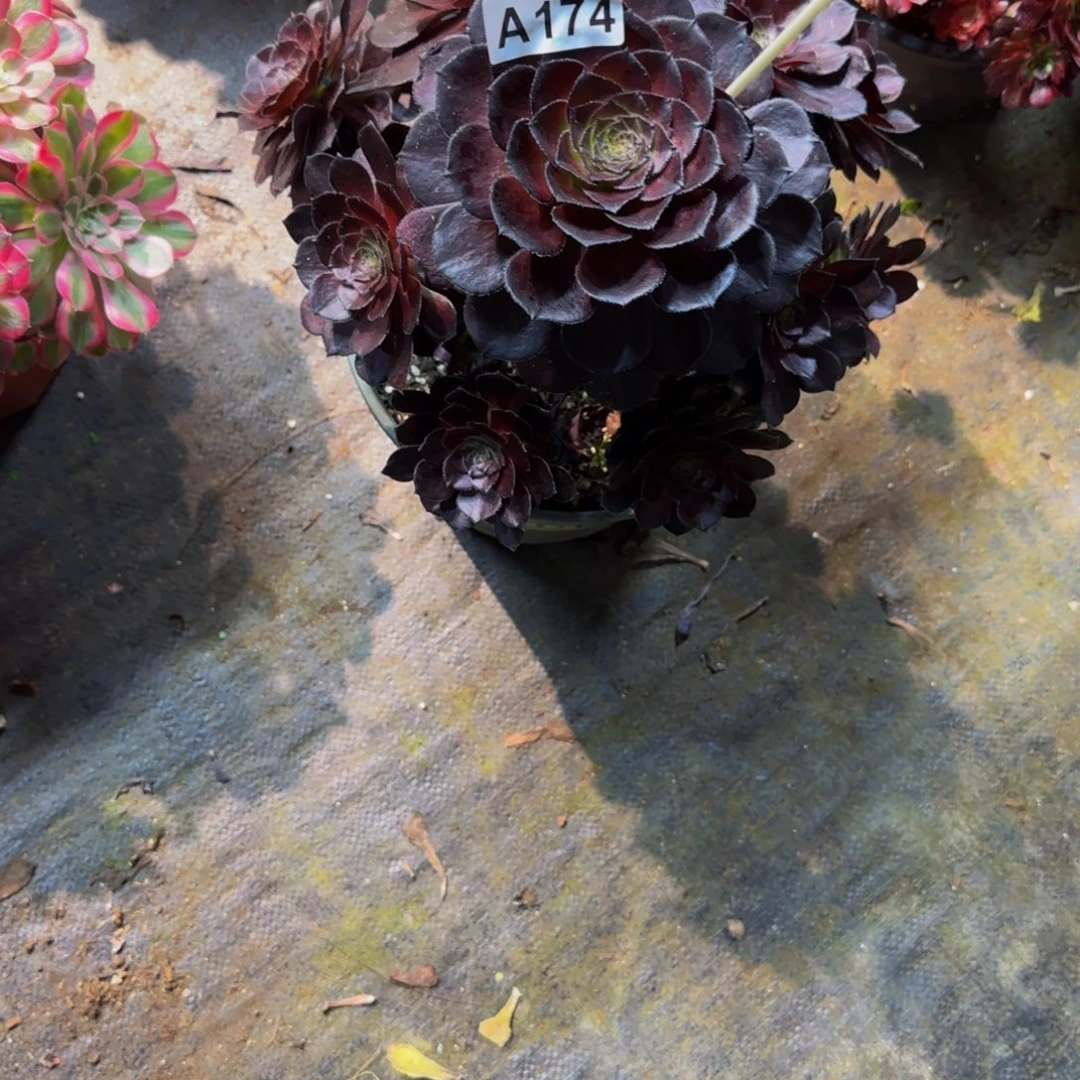 S***山174多肉法师锦111楼