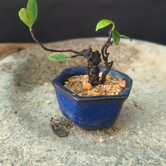 老****无花朵海岛春花