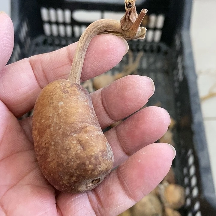 s***鹤gjo h hji c d d