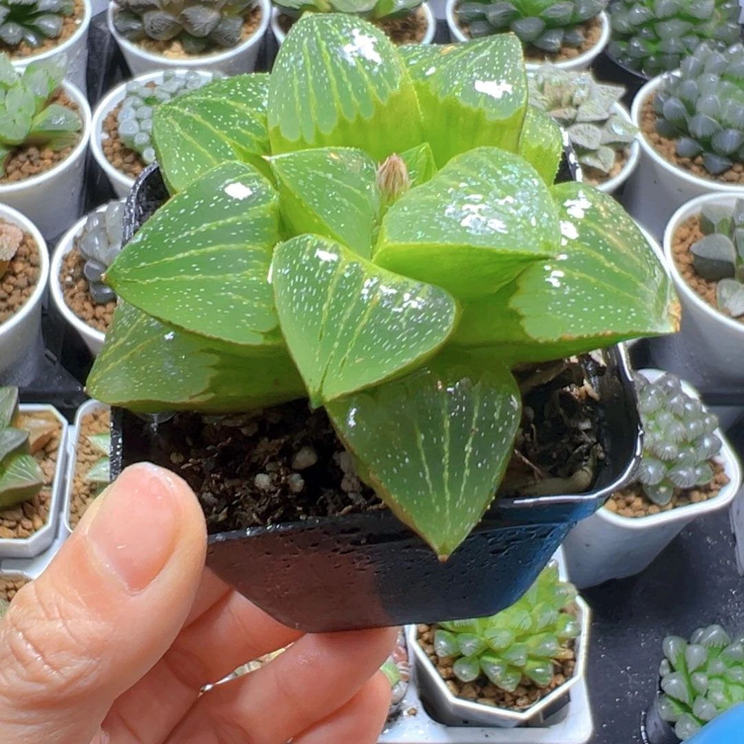 01寿多肉多肉多肉多肉1