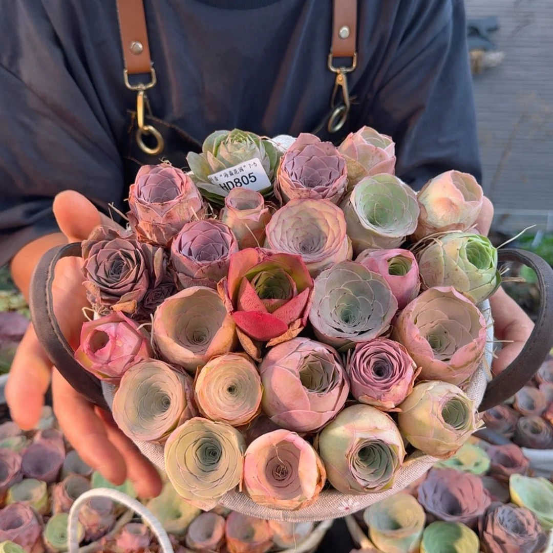 TT805 莲忆玫瑰花篮组合