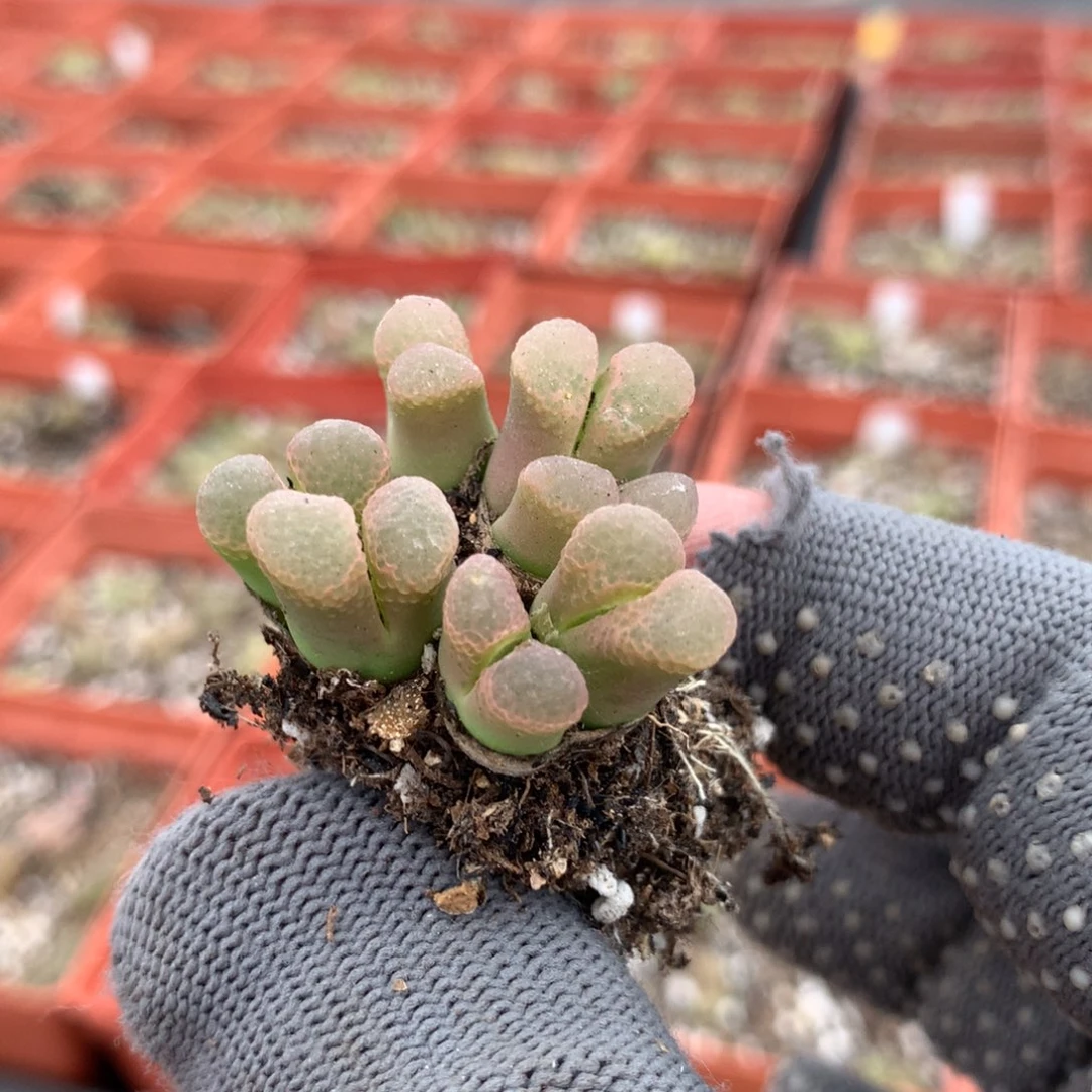 小*662粉樱风铃母本