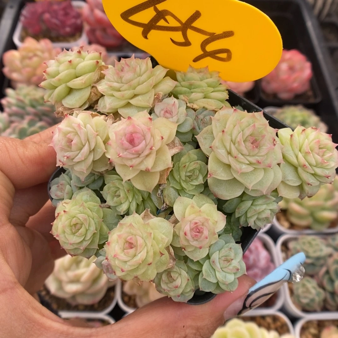 编号麦秆群生454号。