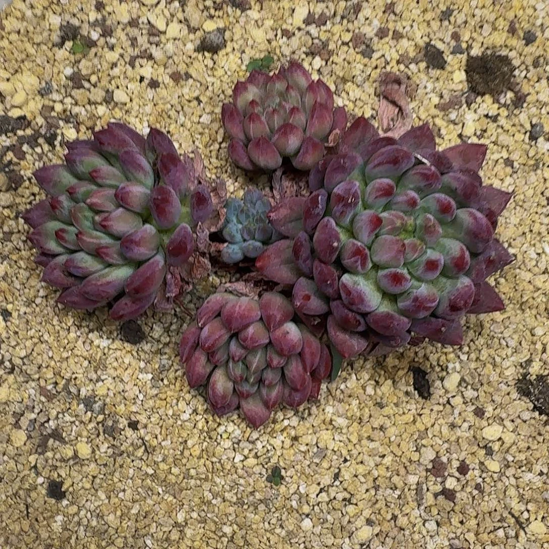 流沙体 虞美人 一物一拍