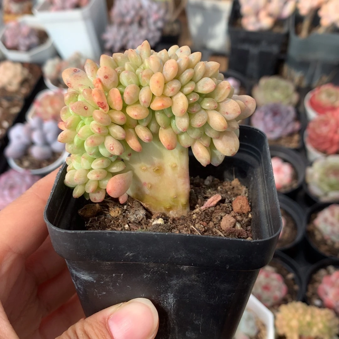 精控香格里拉缀化