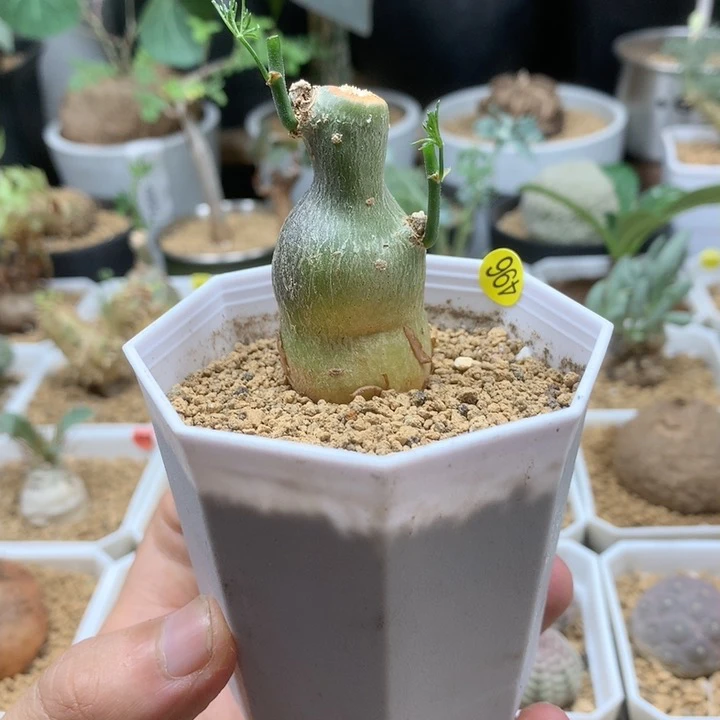 枫叶苦瓜块根带盆